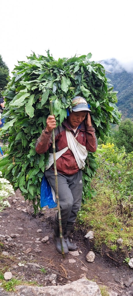 sherpa